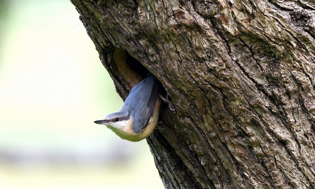 Eurasian Nuthatch (Western) - ML637042424