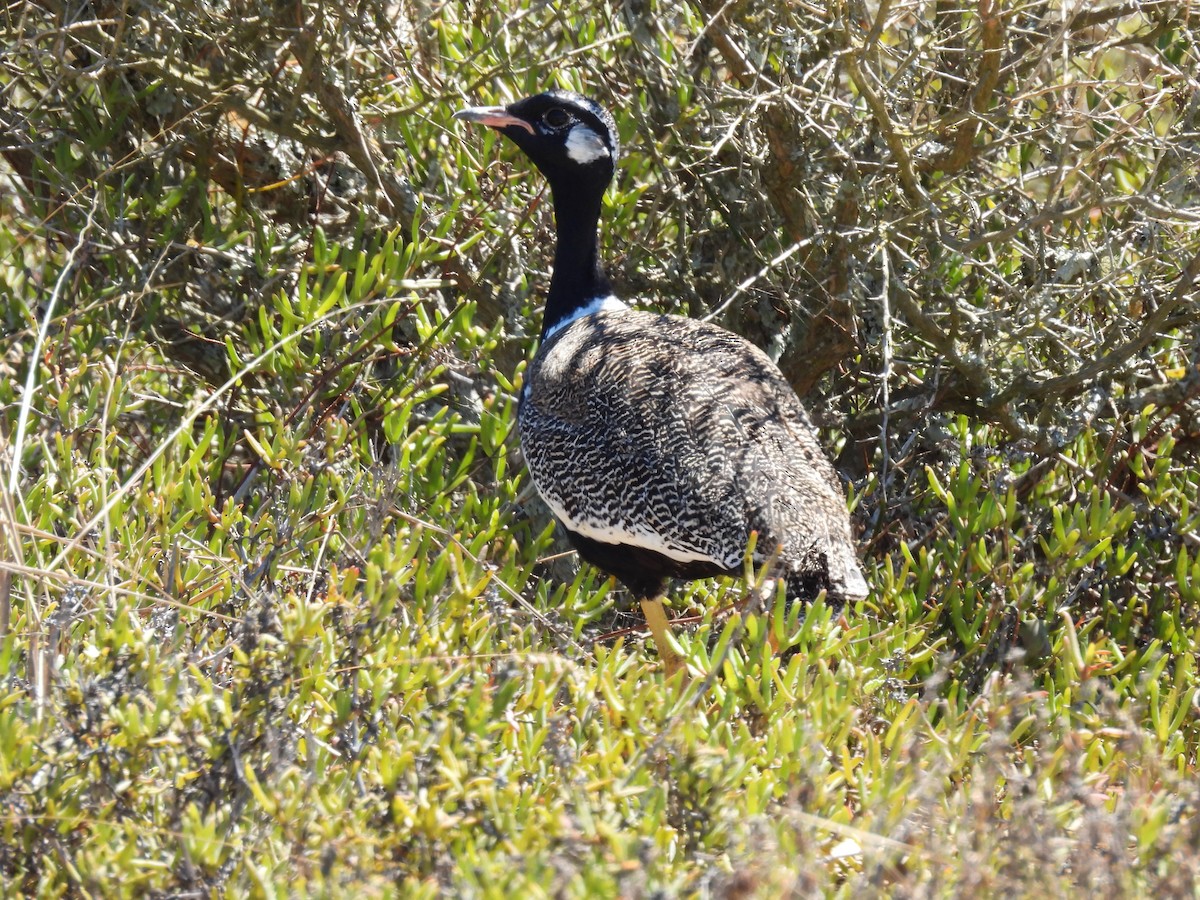 Black Bustard - ML637042470