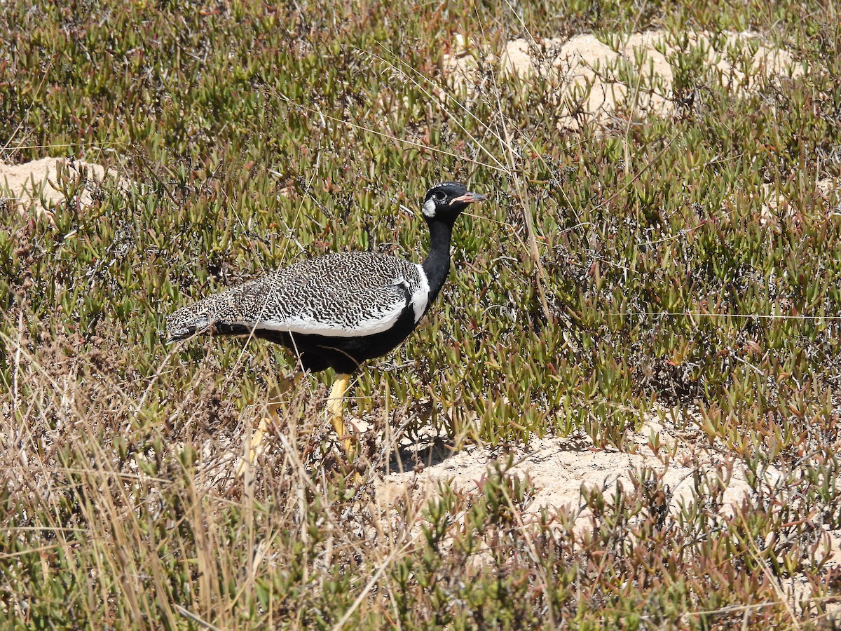 Black Bustard - ML637042473