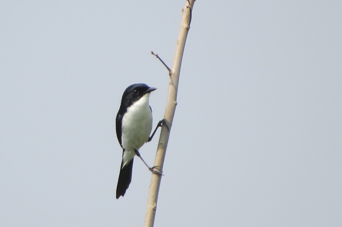 Jerdon's Bushchat - ML637042512
