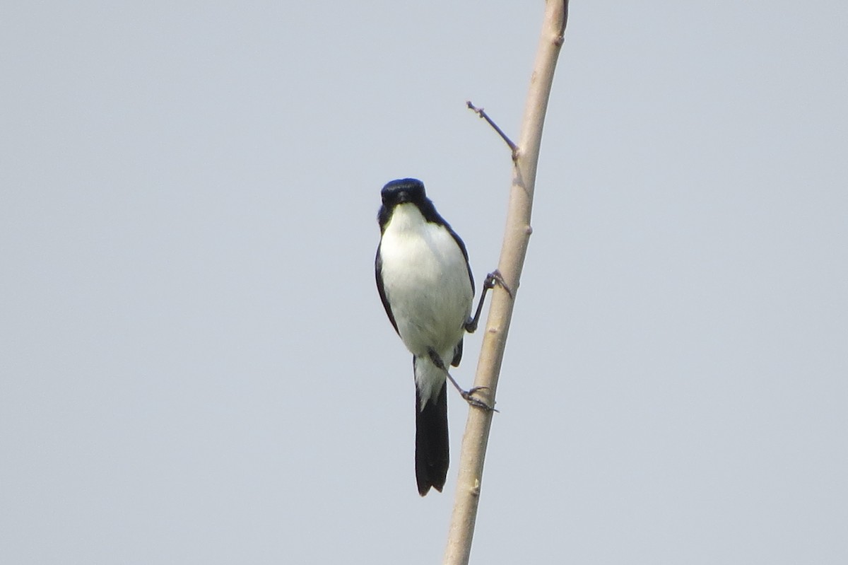 Jerdon's Bushchat - ML637042513