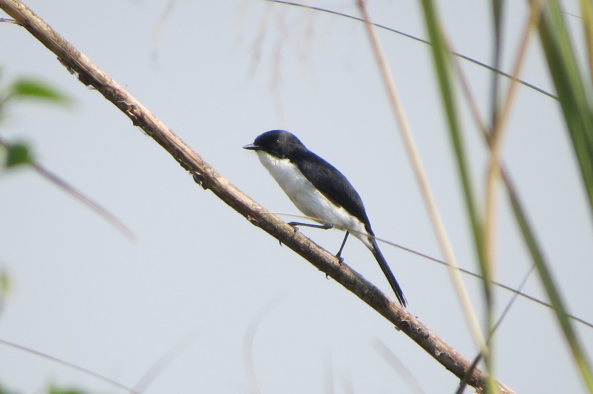 Jerdon's Bushchat - ML637042515