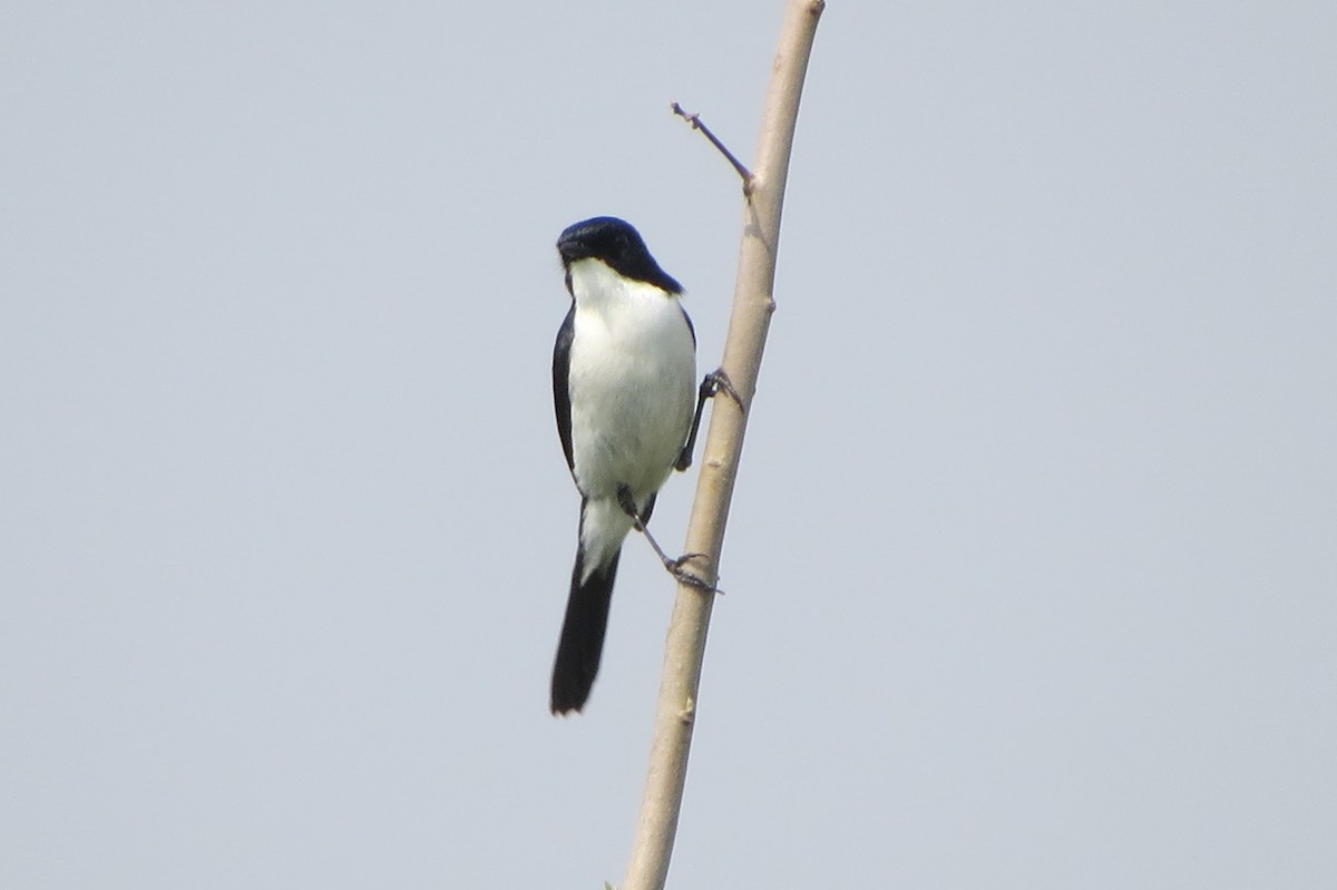 Jerdon's Bushchat - ML637042516