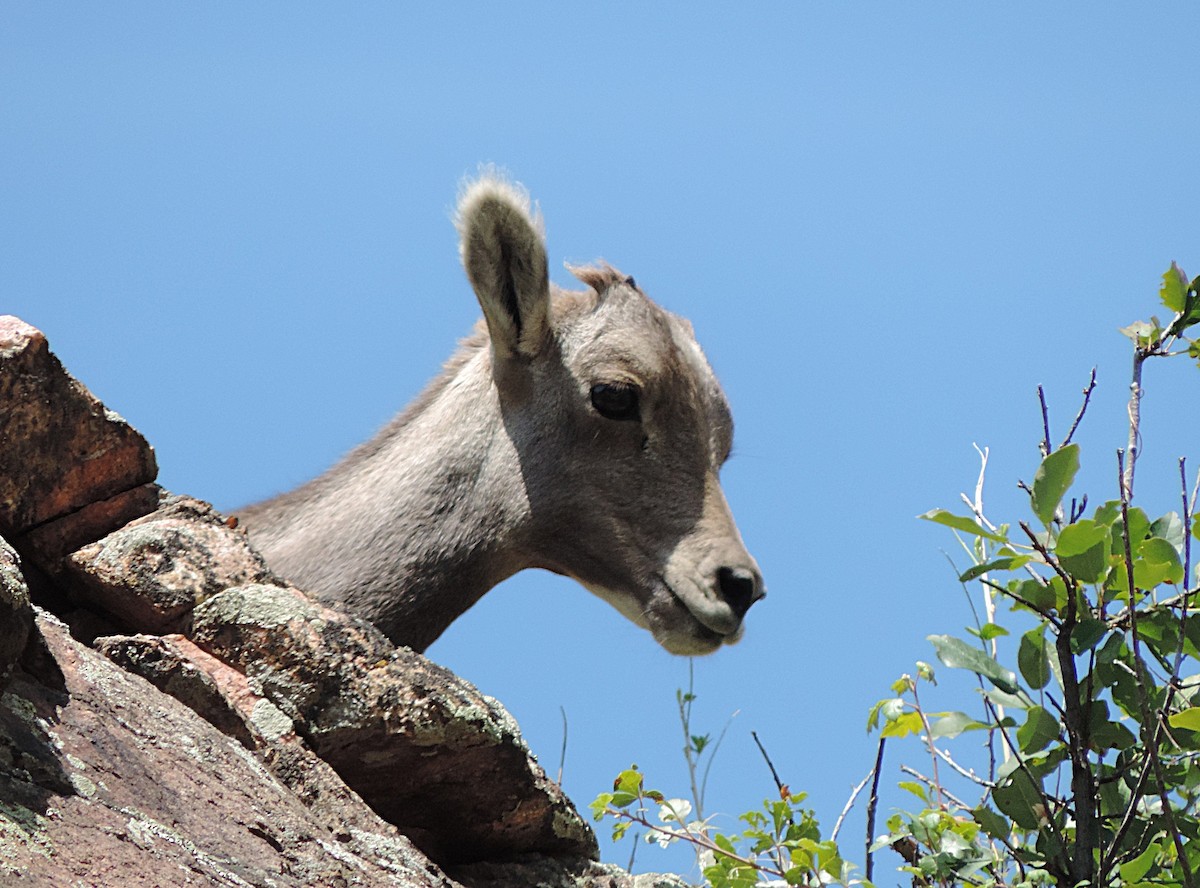 Bighorn Sheep - ML637042521