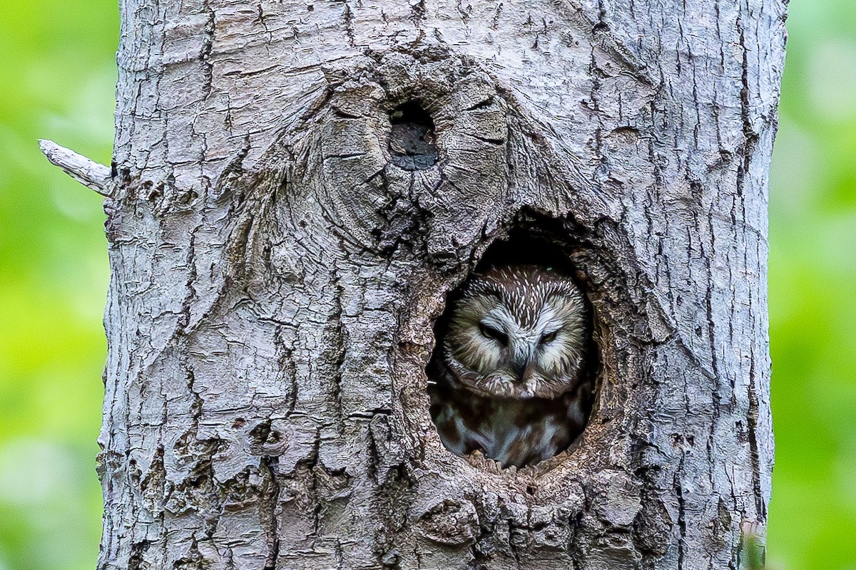 Northern Saw-whet Owl - ML637042582