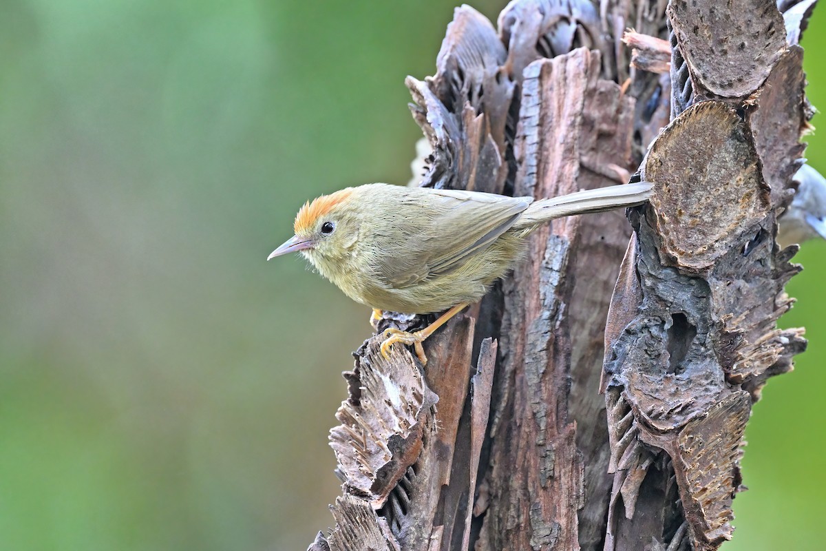 Rufous-fronted Babbler - ML637042688