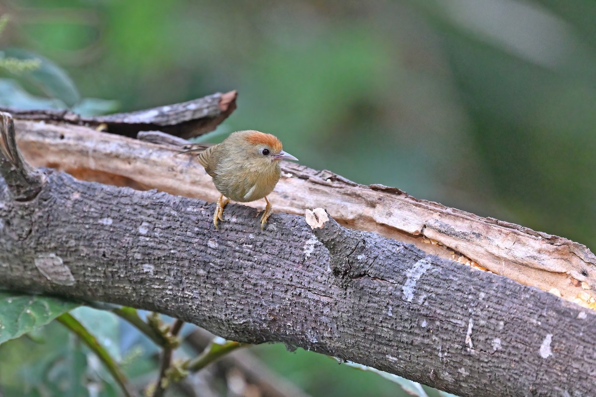 Rufous-fronted Babbler - ML637042689