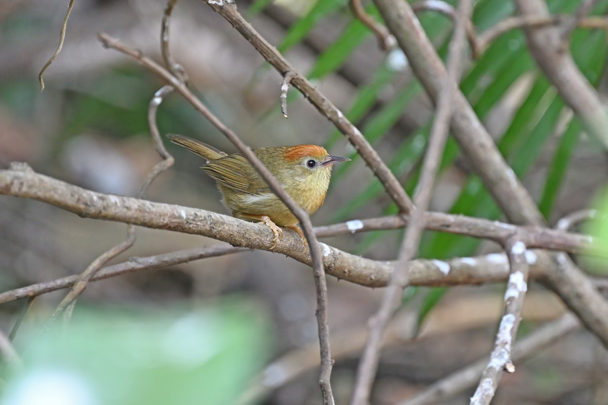 Rufous-fronted Babbler - ML637042697