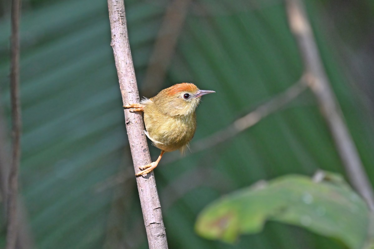 Rufous-fronted Babbler - ML637042699