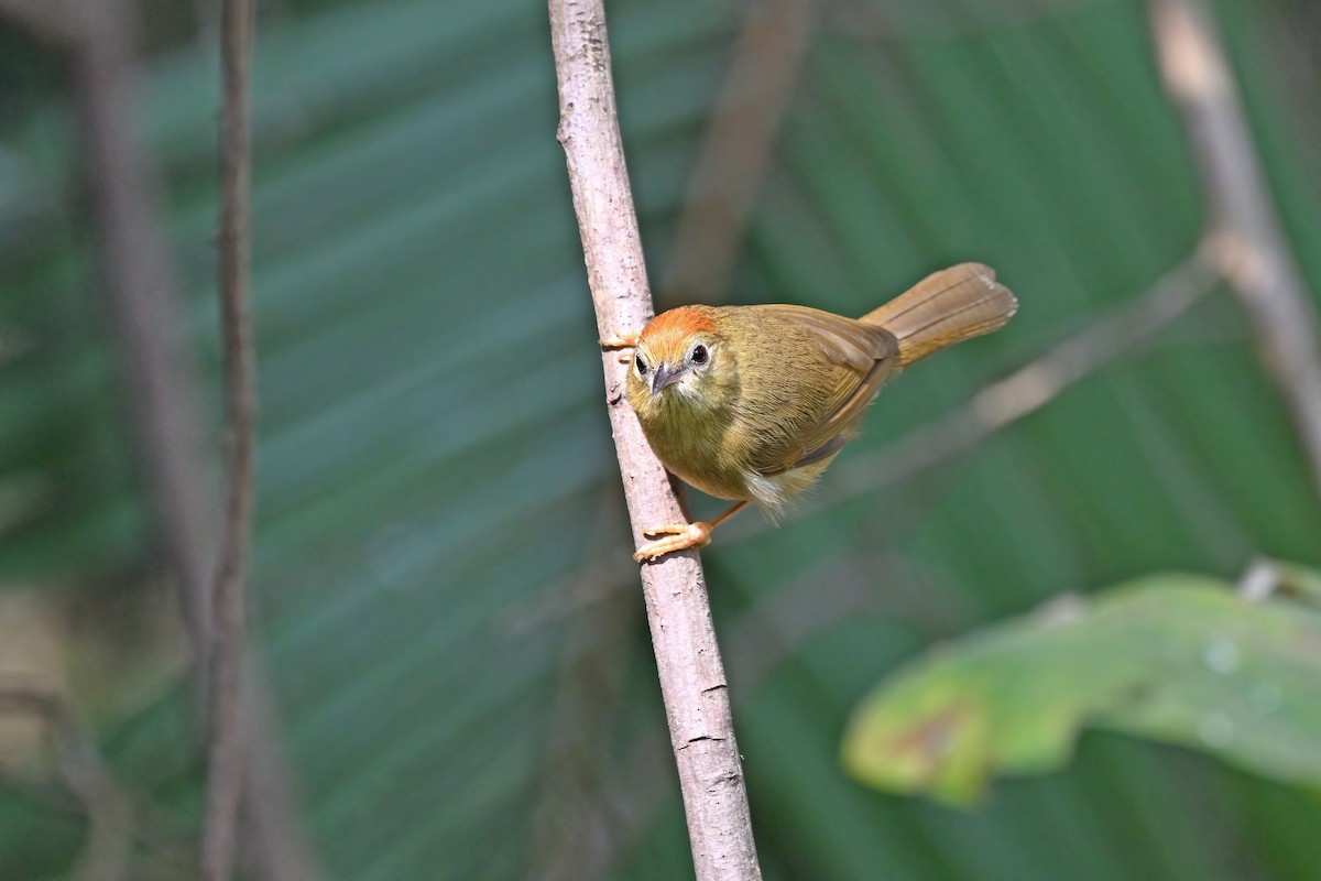 Rufous-fronted Babbler - ML637042700