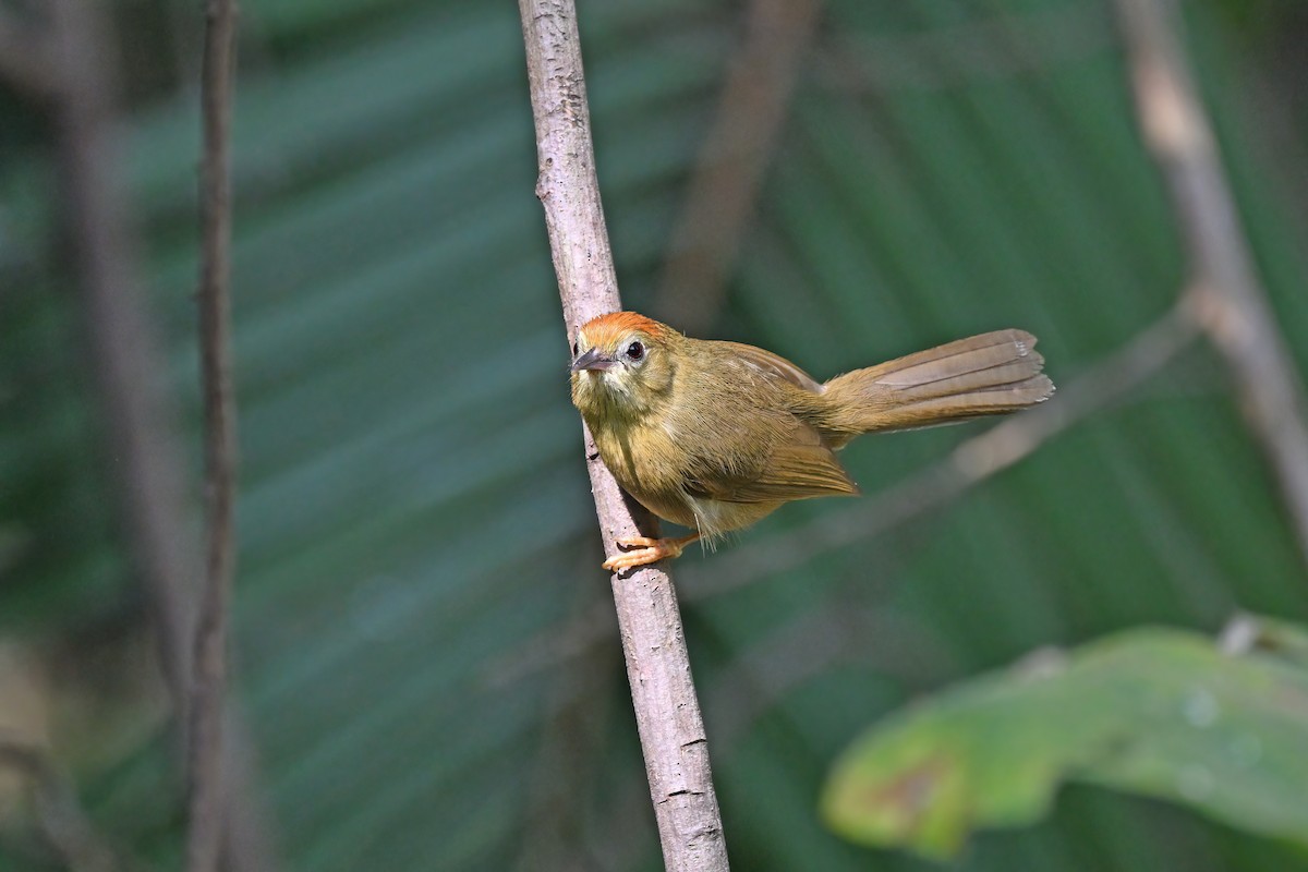 Rufous-fronted Babbler - ML637042701