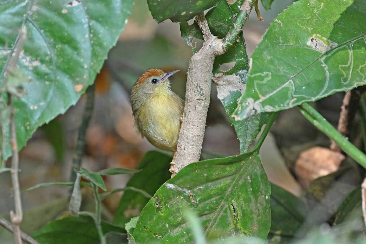 Rufous-fronted Babbler - ML637042702