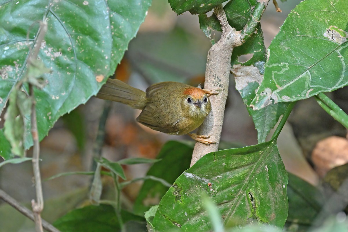 Rufous-fronted Babbler - ML637042703