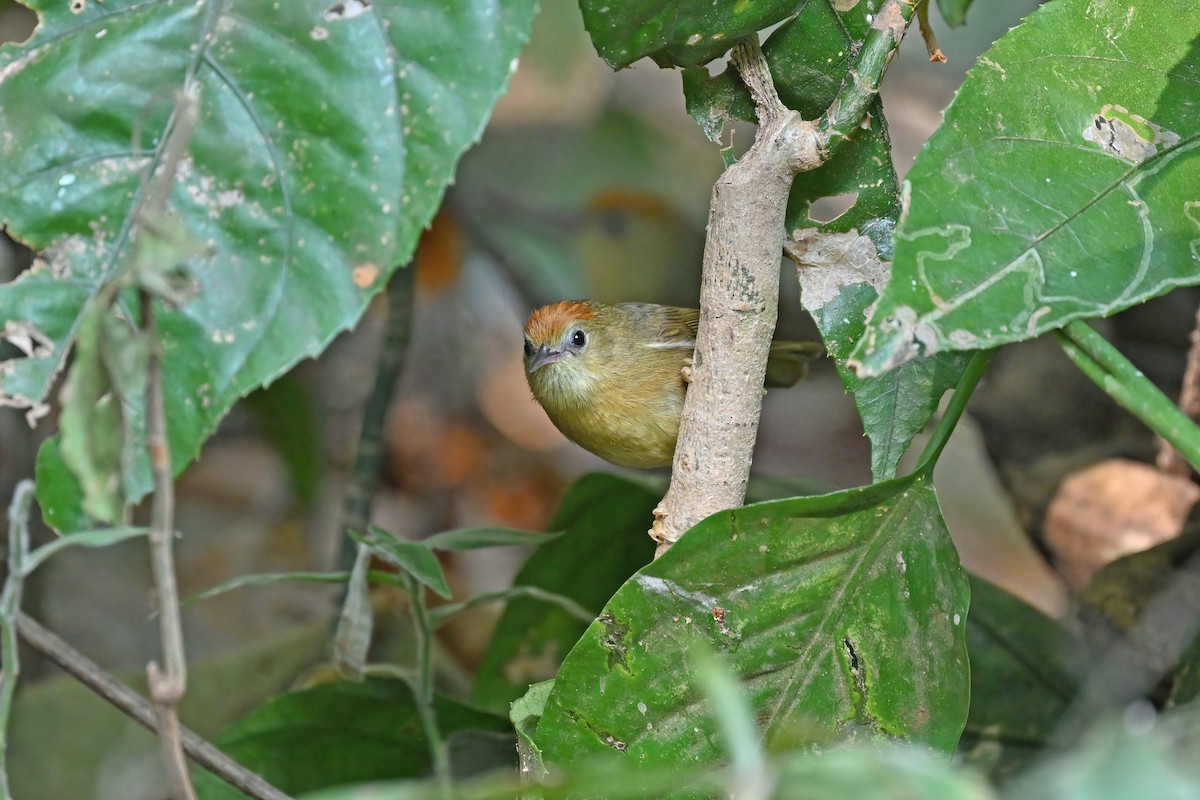 Rufous-fronted Babbler - ML637042704