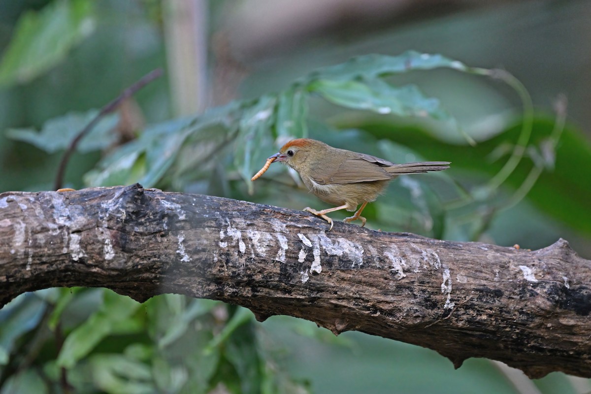 Rufous-fronted Babbler - ML637042705