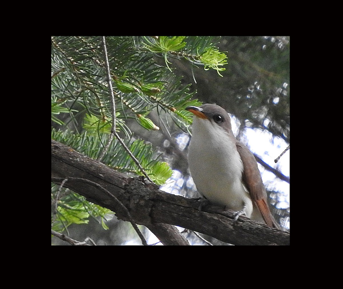 Yellow-billed Cuckoo - ML637042904