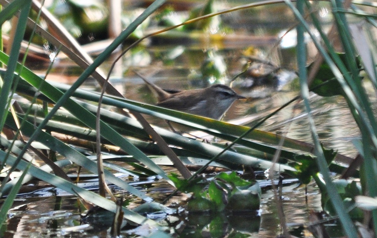 Moustached Warbler - ML637042917