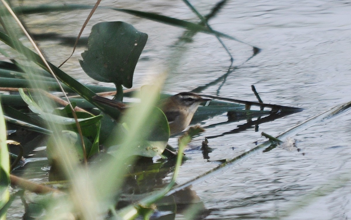 Moustached Warbler - ML637042918