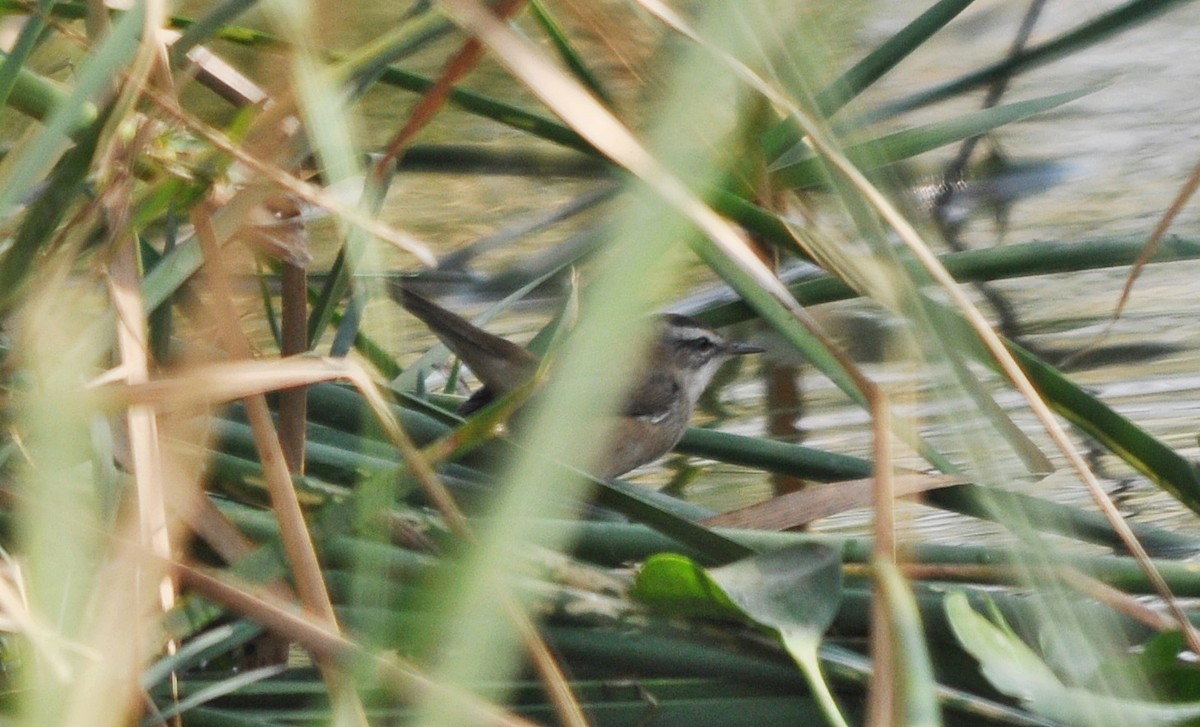 Moustached Warbler - ML637042919