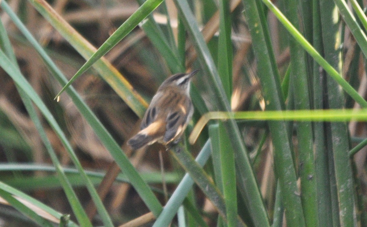 Moustached Warbler - ML637042920