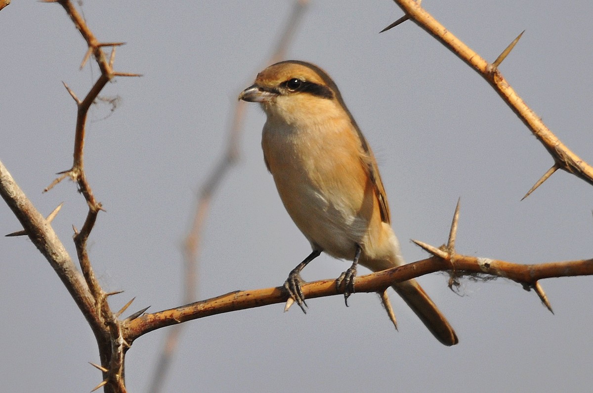 Isabelline Shrike - ML637042975