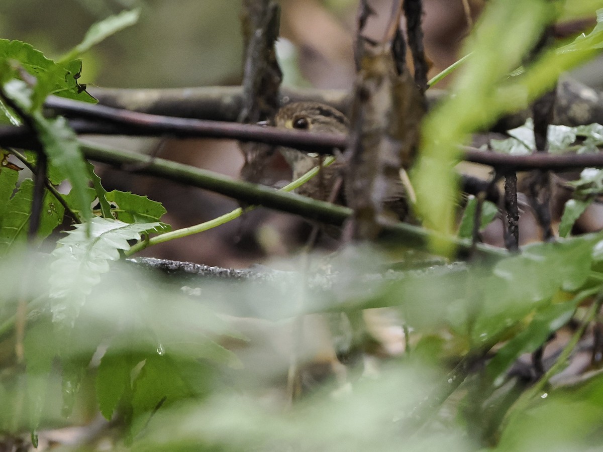 Dusky Fulvetta - ML637042993