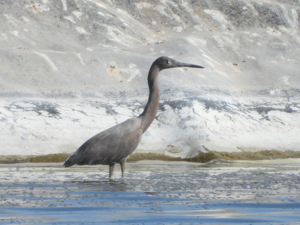 Reddish Egret - ML637043024