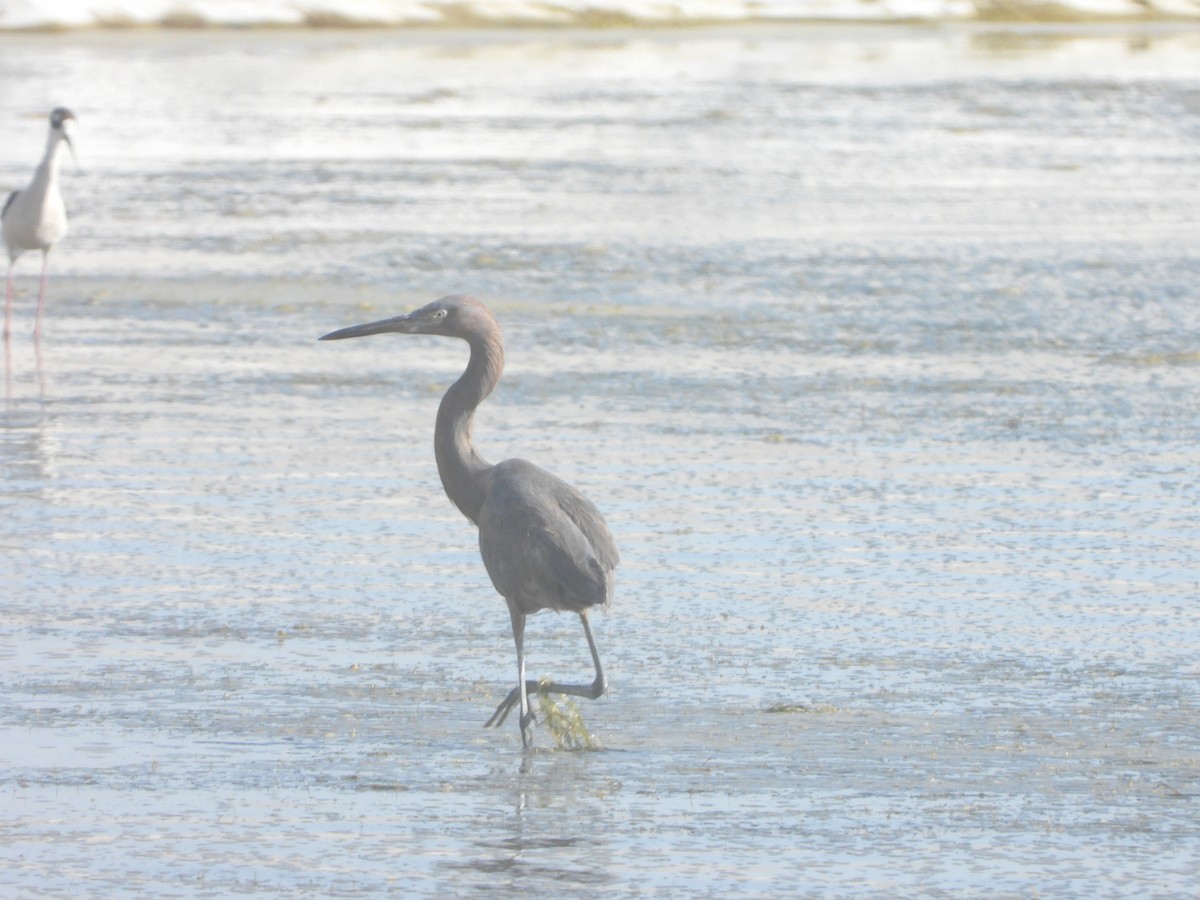 Reddish Egret - ML637043025