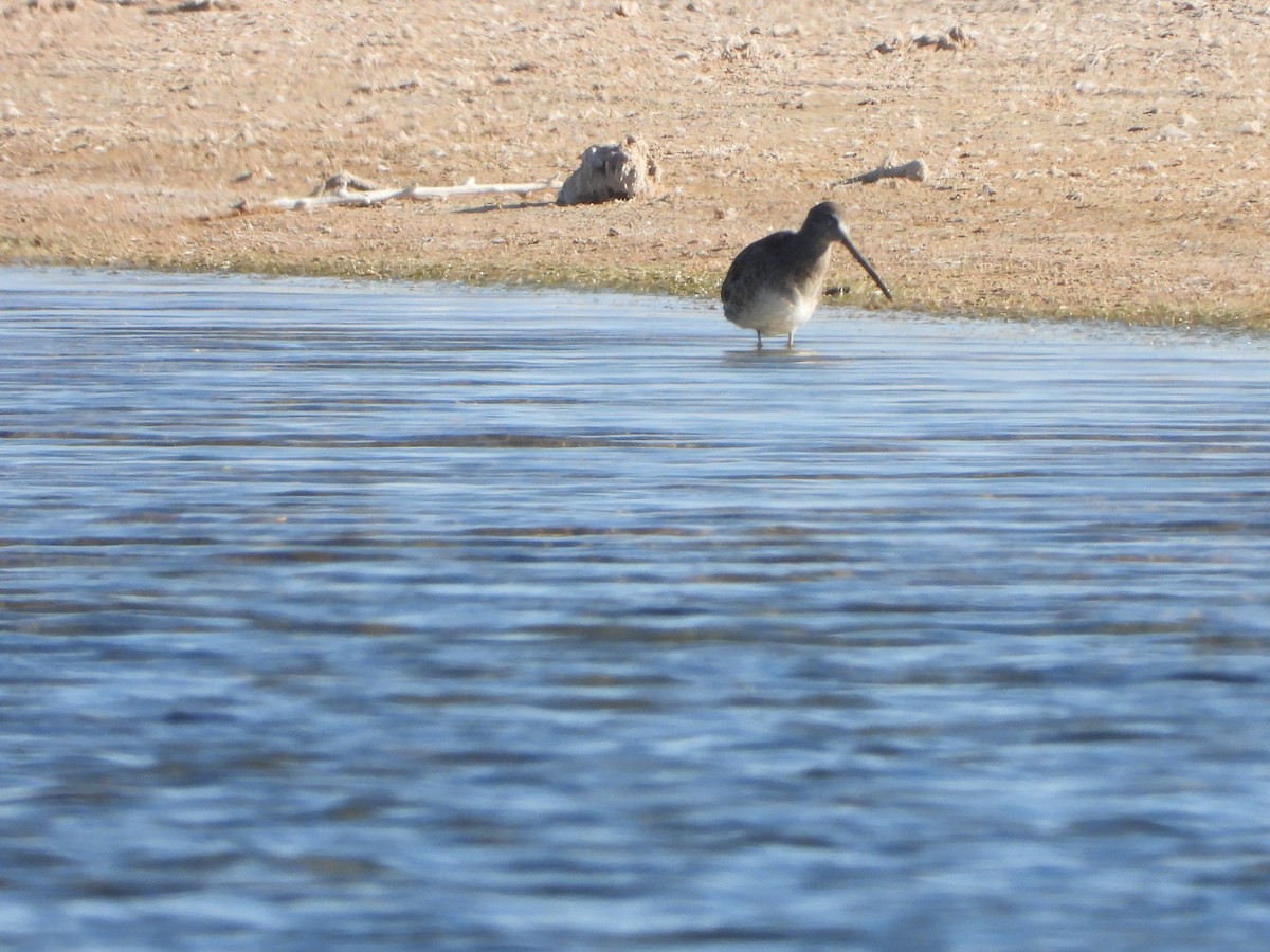 Long-billed Dowitcher - ML637043039