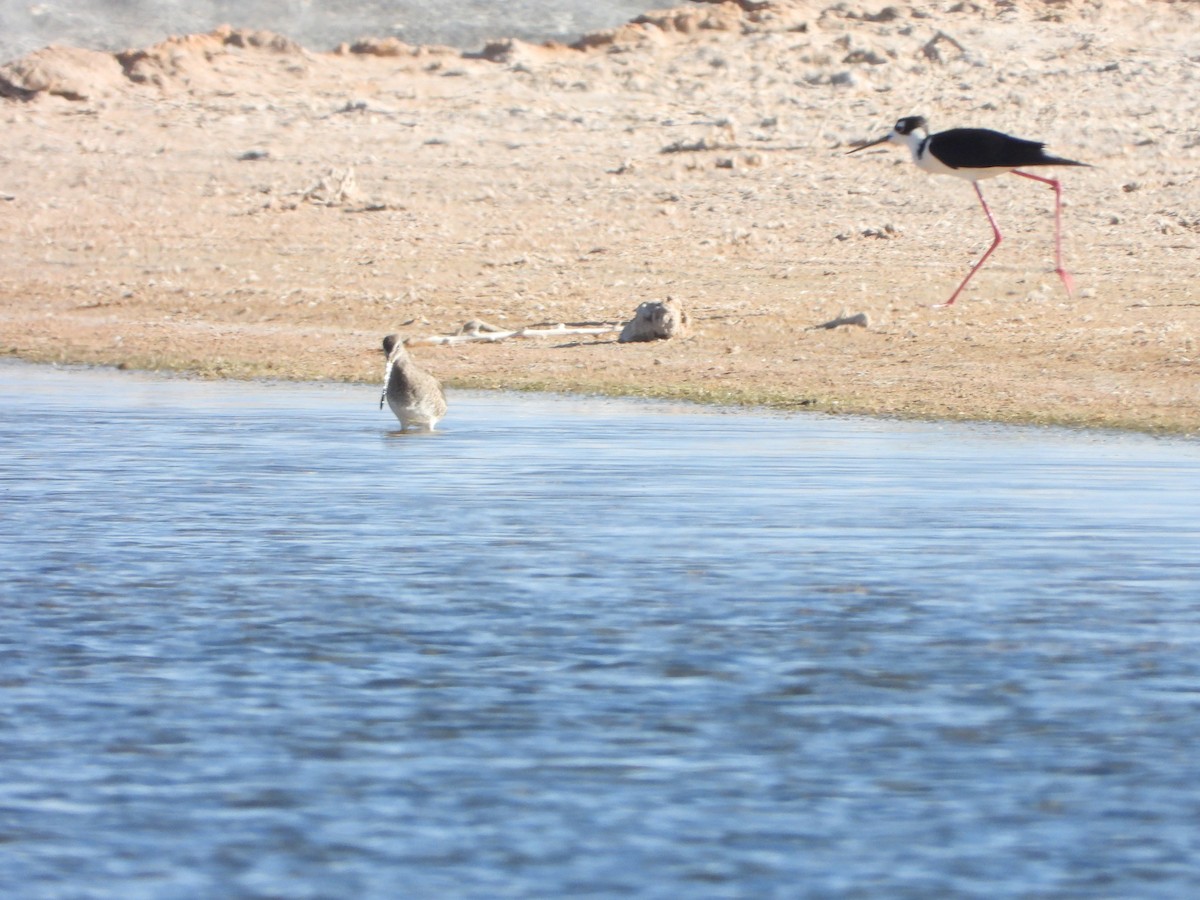Long-billed Dowitcher - ML637043048