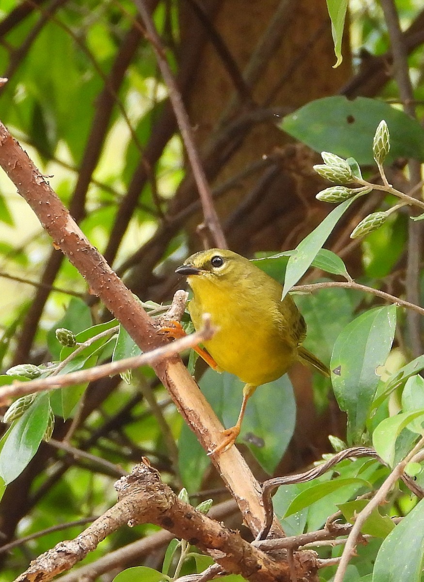 Two-banded Warbler - ML637043189
