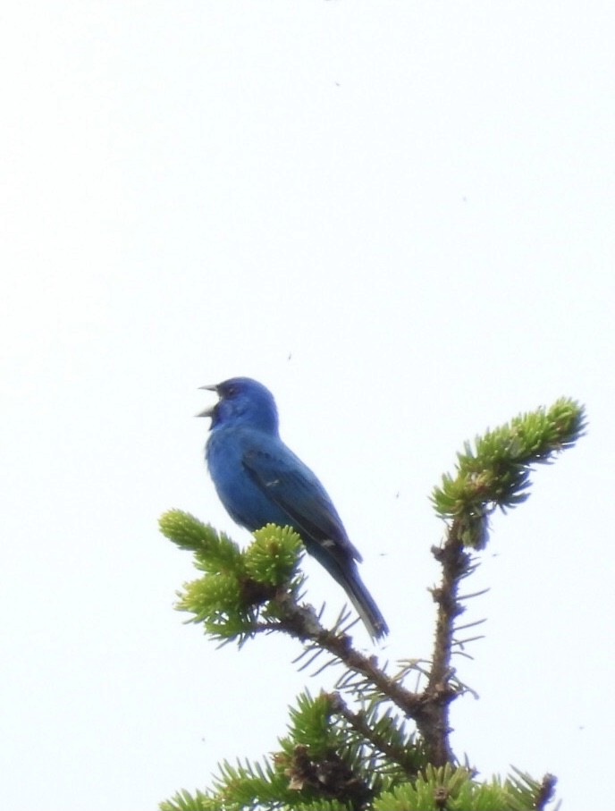 Passerin indigo - ML637043212
