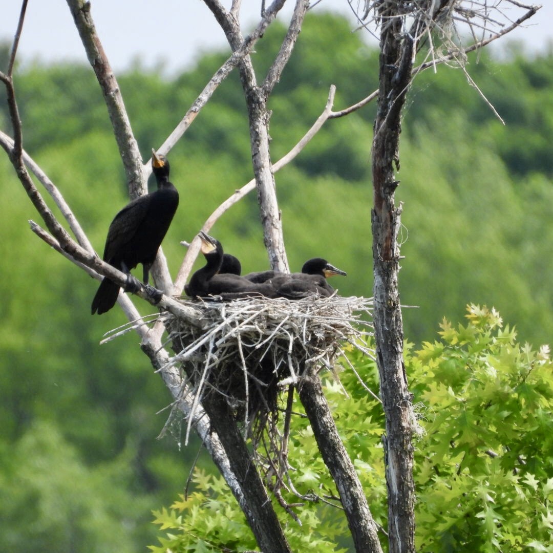Double-crested Cormorant - ML637043267