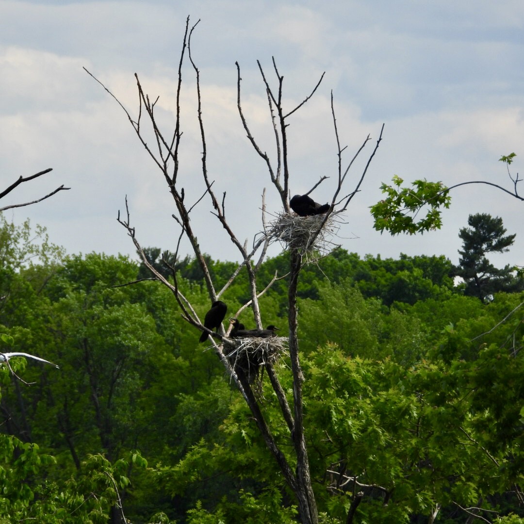 Double-crested Cormorant - ML637043268