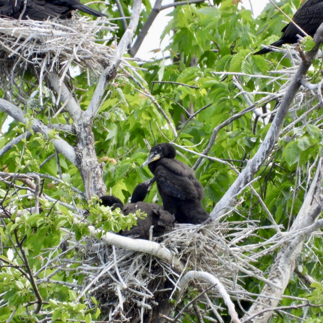 Double-crested Cormorant - ML637043270