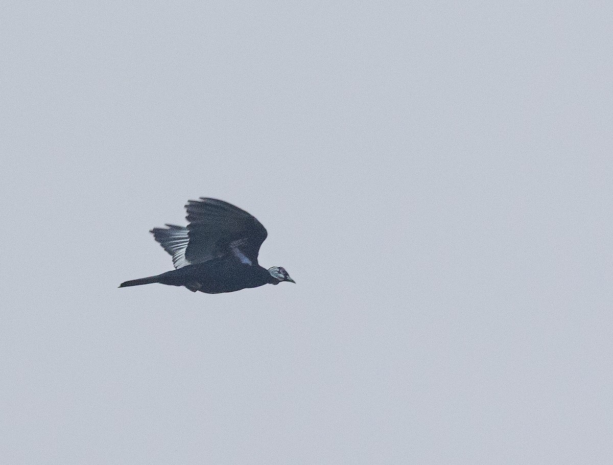 Bare-necked Fruitcrow - ML637043273