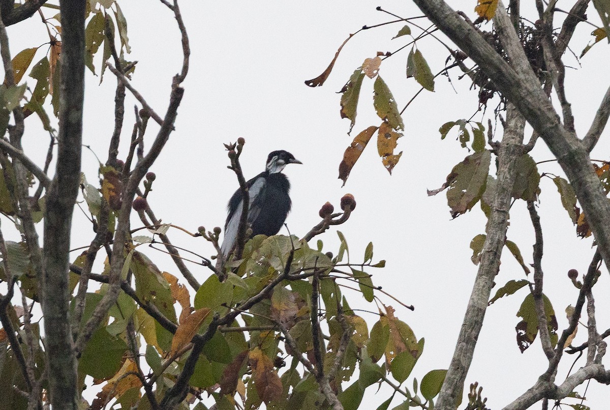 Bare-necked Fruitcrow - ML637043274
