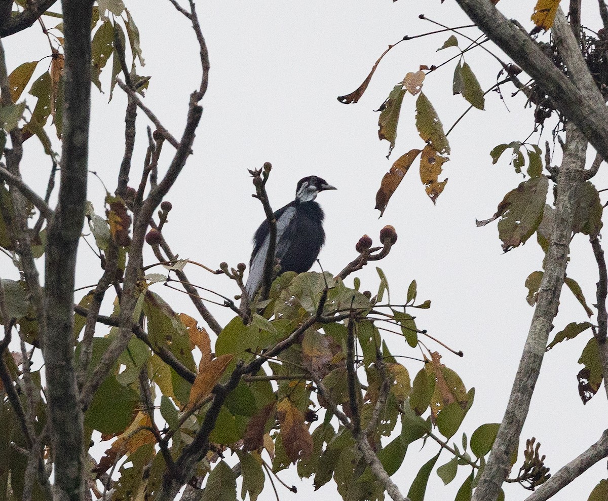 Bare-necked Fruitcrow - ML637043275