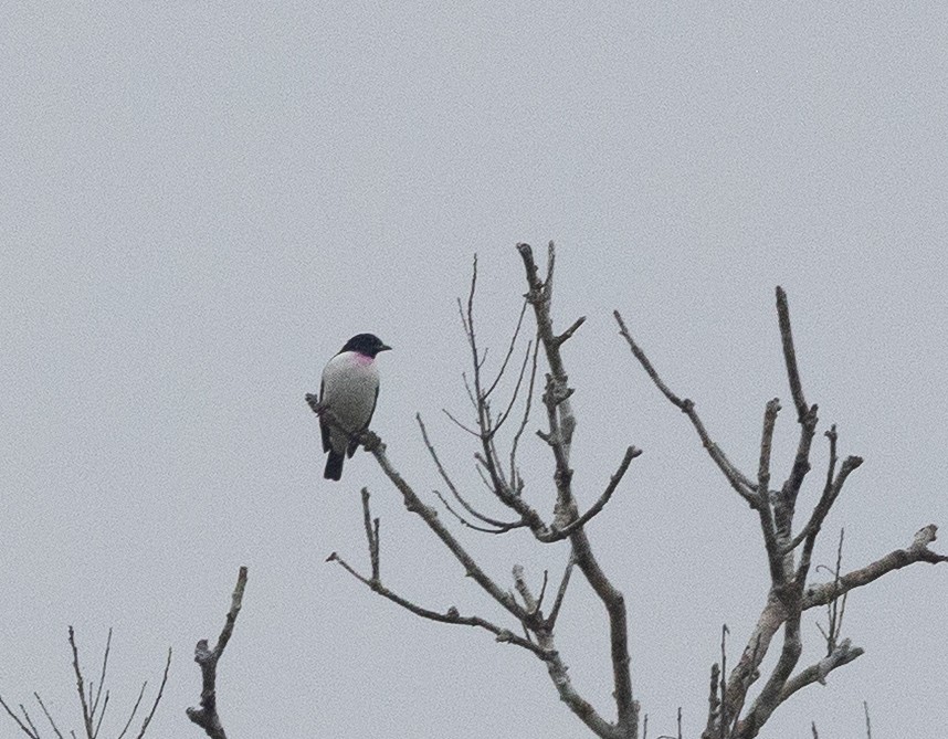 Purple-throated Cotinga - ML637043299