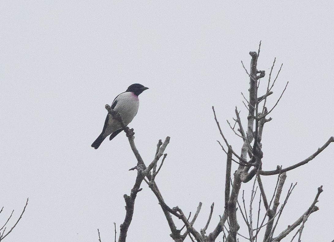 Purple-throated Cotinga - ML637043300