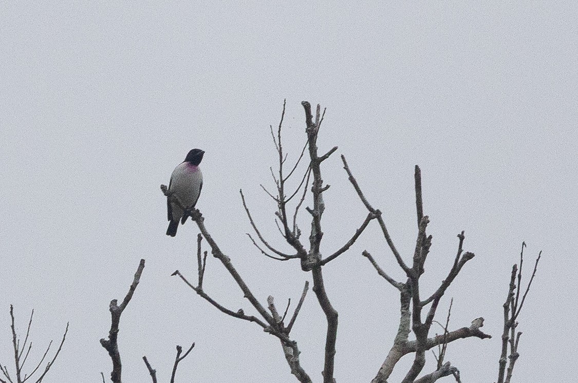 Purple-throated Cotinga - ML637043301
