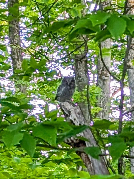 Eastern Screech-Owl - ML637043411