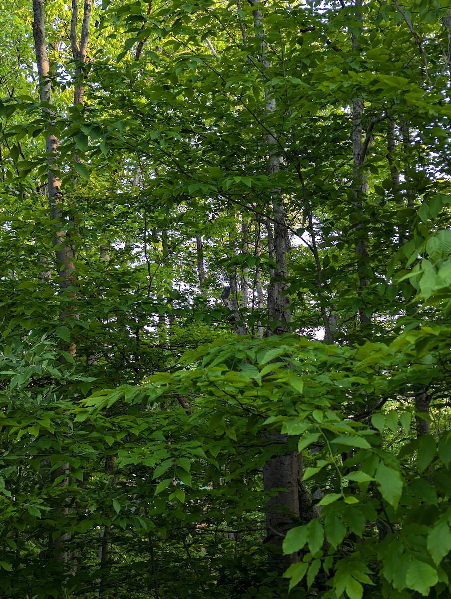 Eastern Screech-Owl - ML637043412