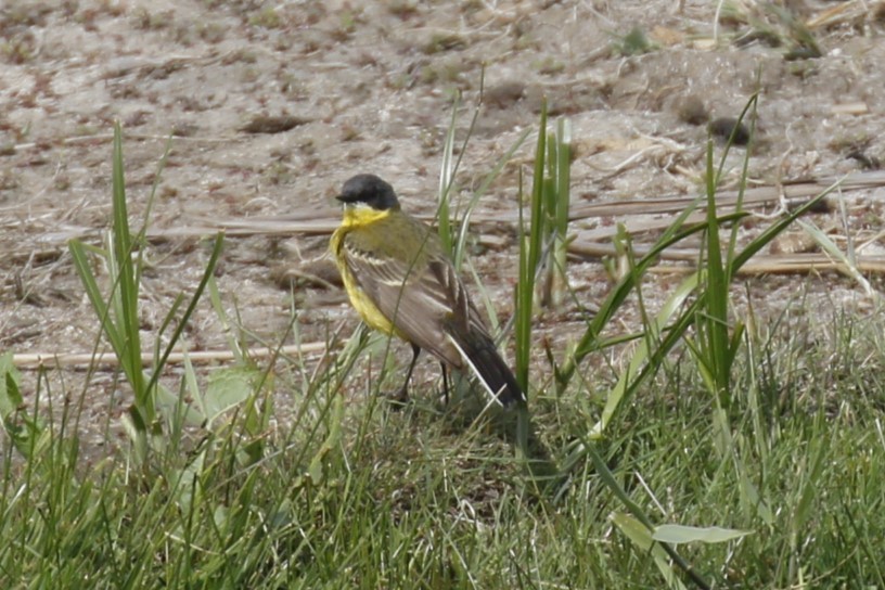 Western Yellow Wagtail (thunbergi) - ML637043487