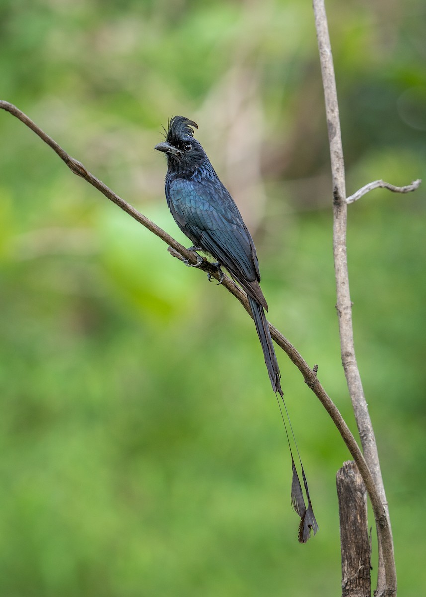 Greater Racket-tailed Drongo - ML637043491