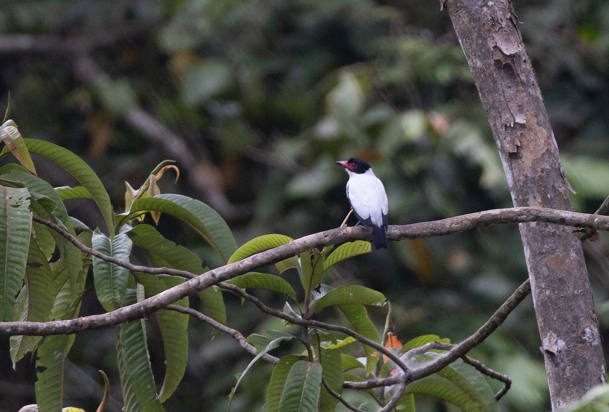Black-tailed Tityra - ML637043496