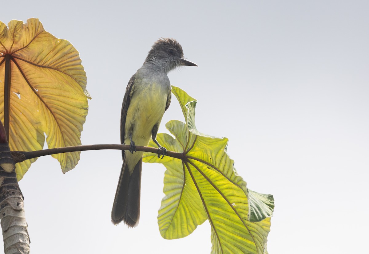 Short-crested Flycatcher - ML637043502