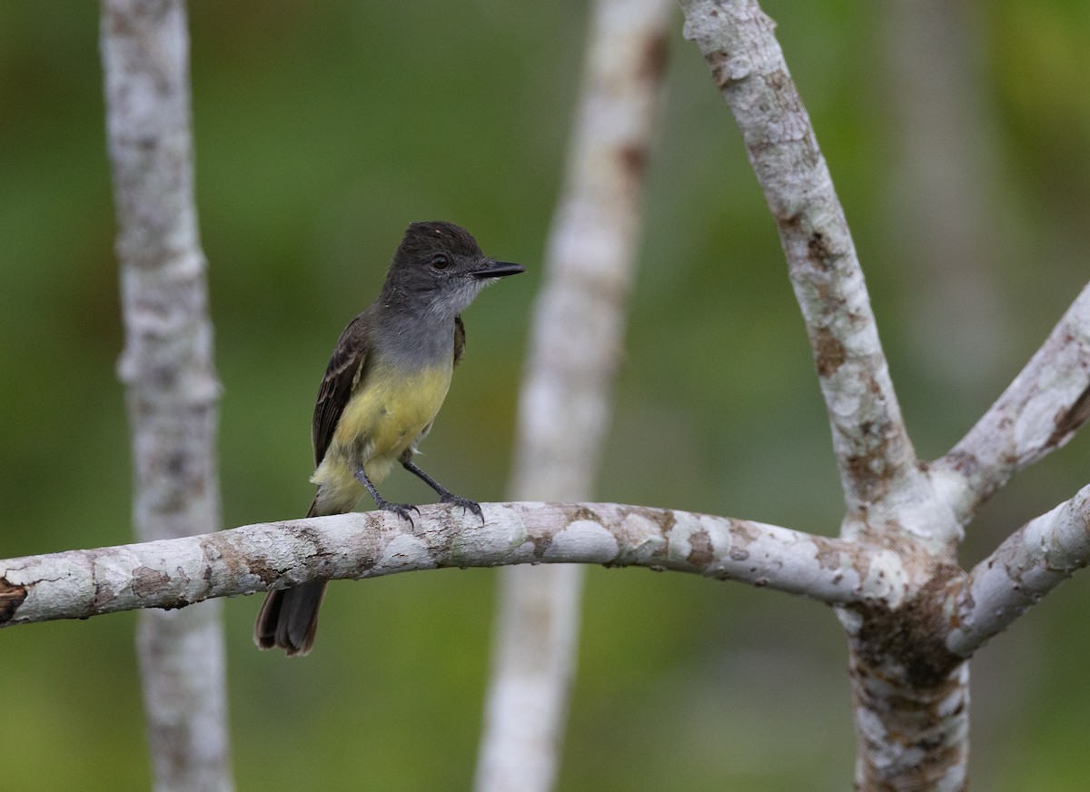 Short-crested Flycatcher - ML637043503