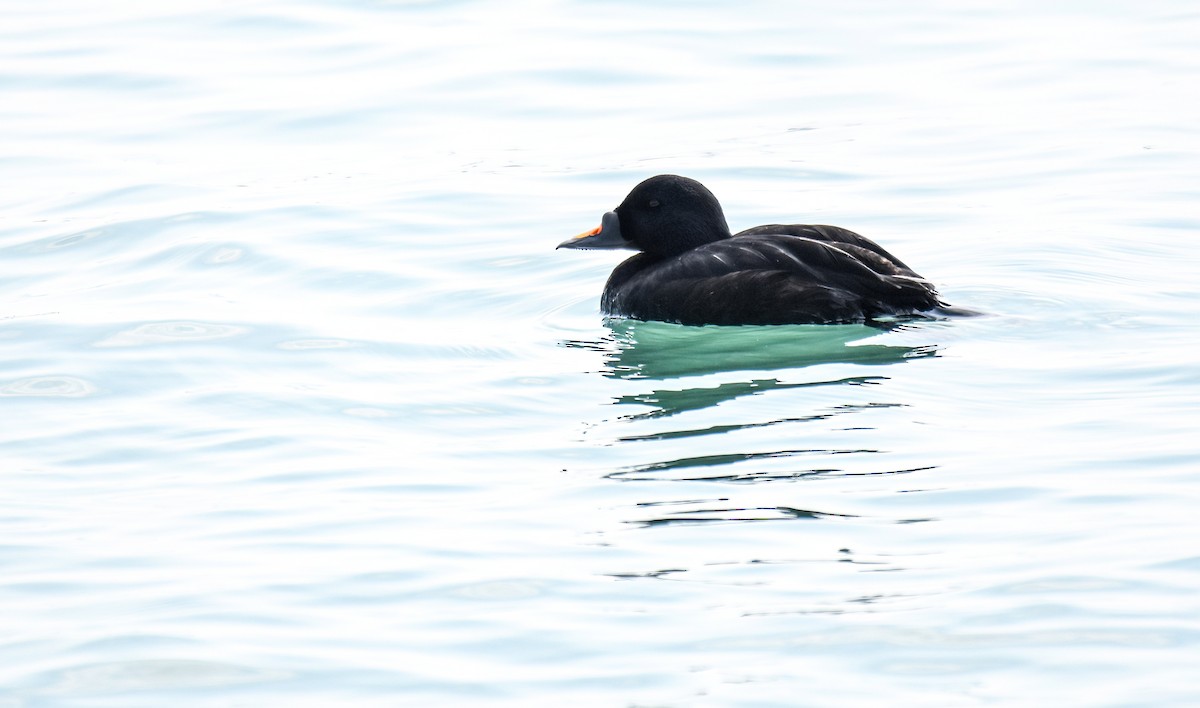 Common Scoter - ML637043535