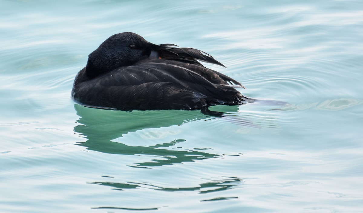 Common Scoter - ML637043536